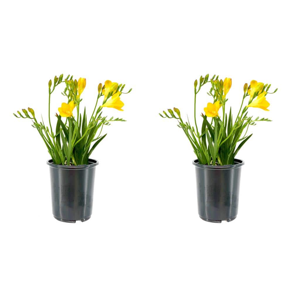 2.5 qt. Annual Freesia Yellow (2-Pack)