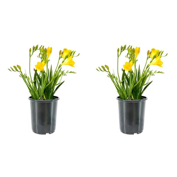 Unbranded 2.5 qt. Annual Freesia Yellow (2-Pack)