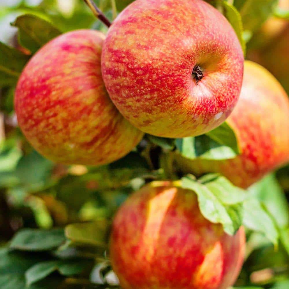 5 gal. Honey Crisp Apple Tree