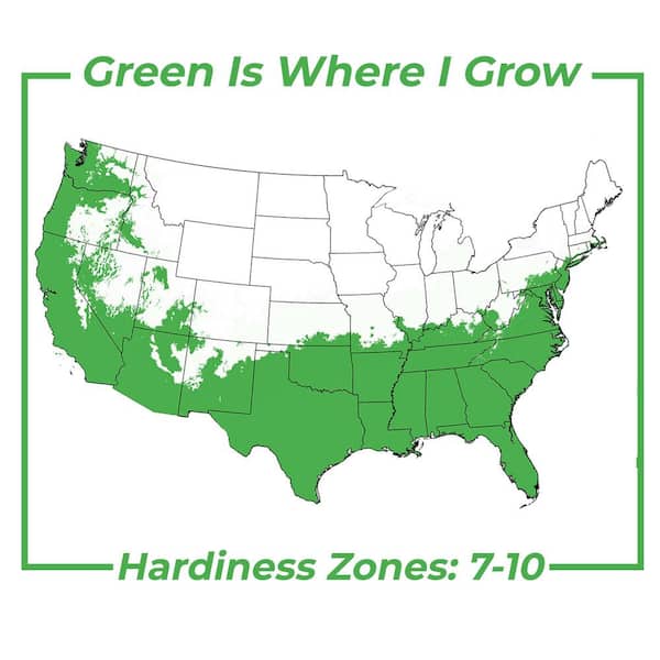 Perfect Plants Pink Perfection Camellia Plant in 1 Gal. Grower's