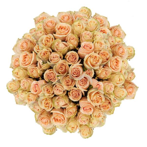 Globalrose 200 Stems of Peach High and Arena Roses Fresh Flower