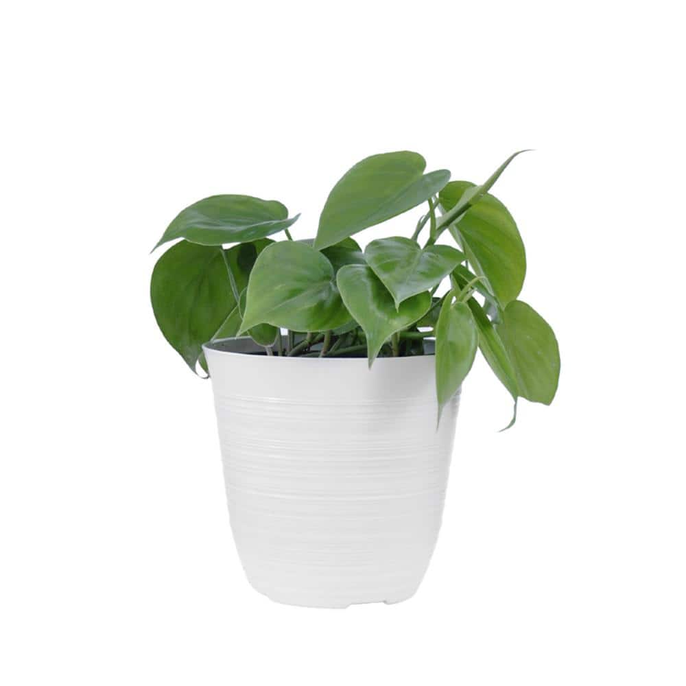 Philodendron Green Cordatum Live Plant in 6 in. White Decor Pot price history on PriceWatchPro