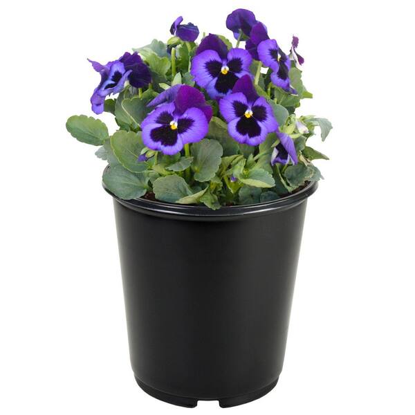ALTMAN PLANTS 4 IN. Pansy Plant with Blue and Purple Flowers in