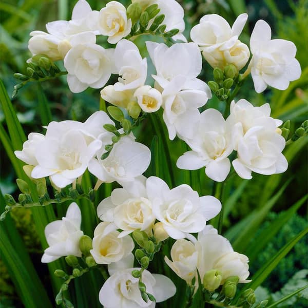 VAN ZYVERDEN Freesias Double Blooming White (Set of 25 Bulbs)