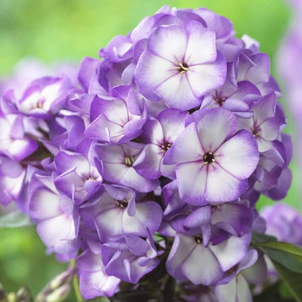 2.5 Qt. Vigoro Phlox Paniculata Sweet Summer Fantasy Purple Bicolor Perennial Plant