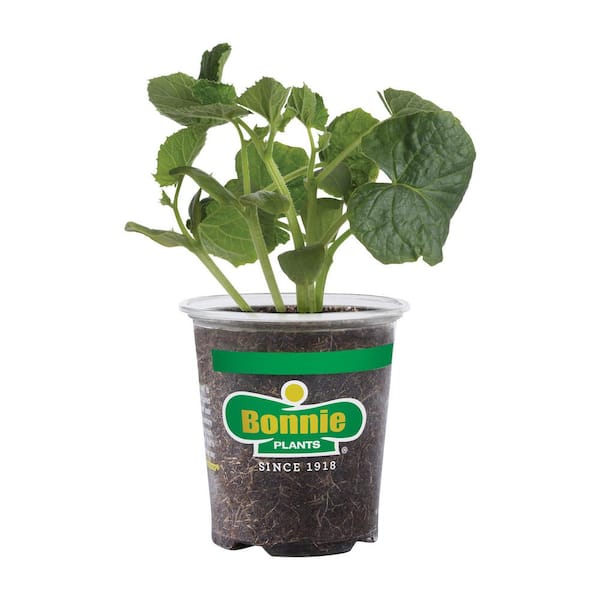 Bonnie Plants 19 oz. Burpless Hybrid Cucumber Vegetable Plant