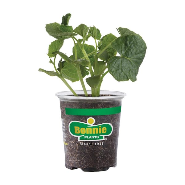 Bonnie Plants 19 oz. Burpless Hybrid Cucumber Plant 4200 - The Home Depot