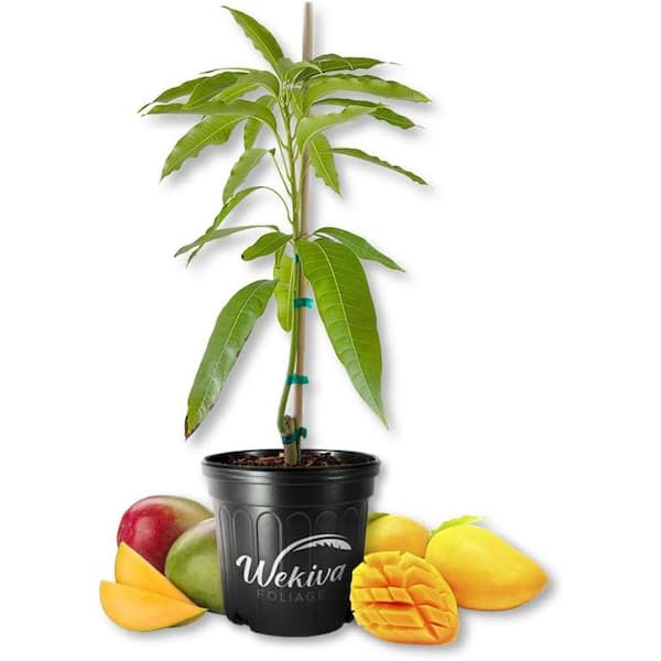 3 Gallon Lemon Zest Mango Fruit-Bearing Tree (Mangifera Indica)