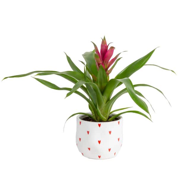 Costa Farms Grower's Choice Bromeliad Indoor Plant in 4 in. Decor Pot, Avg. Shipping Height 1-2 ft. Tall