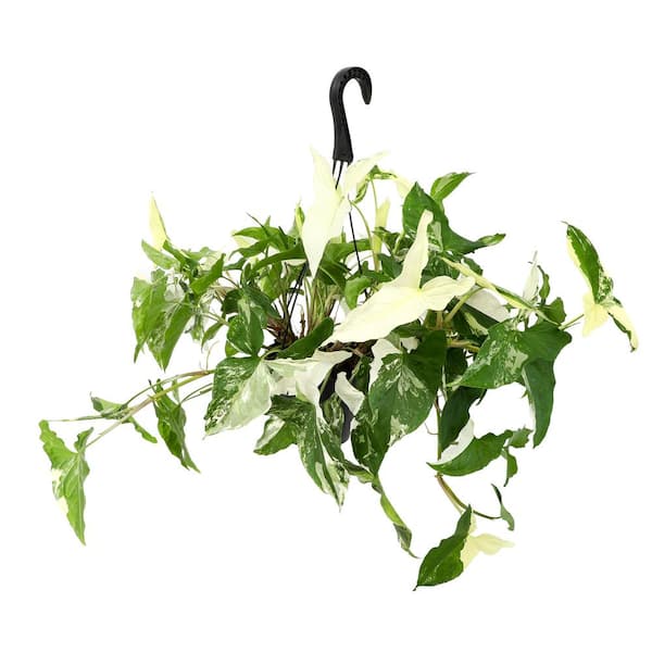 ALTMAN PLANTS 6 in. Syngonium French White (NEPHTHYTIS) Live House Plant in a Hanging Basket