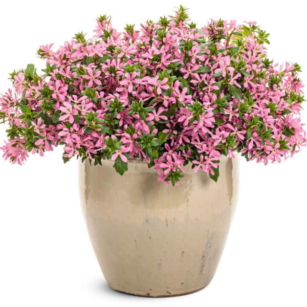 Proven Winners 4.25 in. Eco+ Grande Stardiva Pink Fan Flower (Scaevola Aemula) Live Annual Plant with Pink Flowers 4-Pack