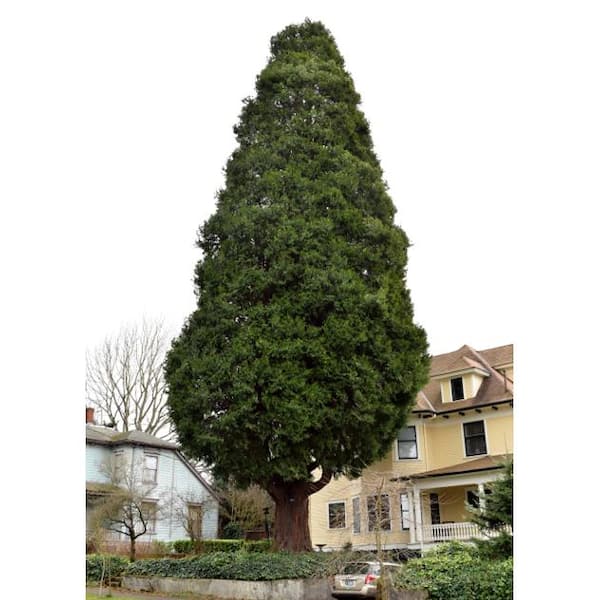 Online Orchards 5 Gal. Incense Cedar Tree with Highly Fragrant