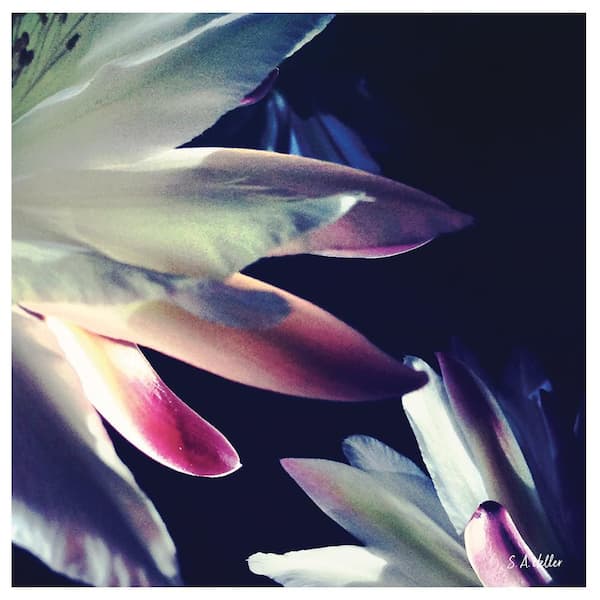 BLOSSOMS TOUCH by Steven A. Heller 1 Piece Unframed Canvas Drawing Print Abstract Print 30 in. x 30 in.