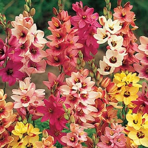 Twinkle Toes - Corn Lily Bulbs (25-Pack)