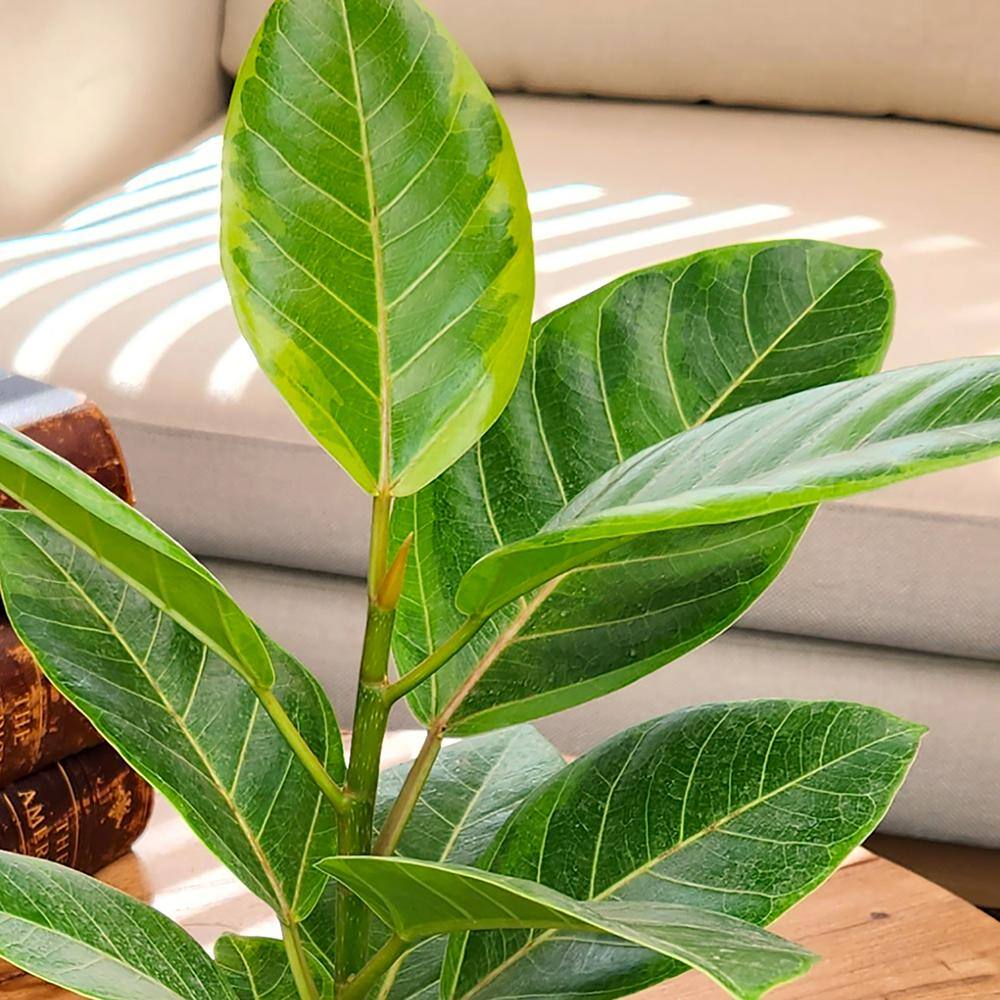 Ficus Altissima 6ft Indoor Plant in Black Plastic Pot