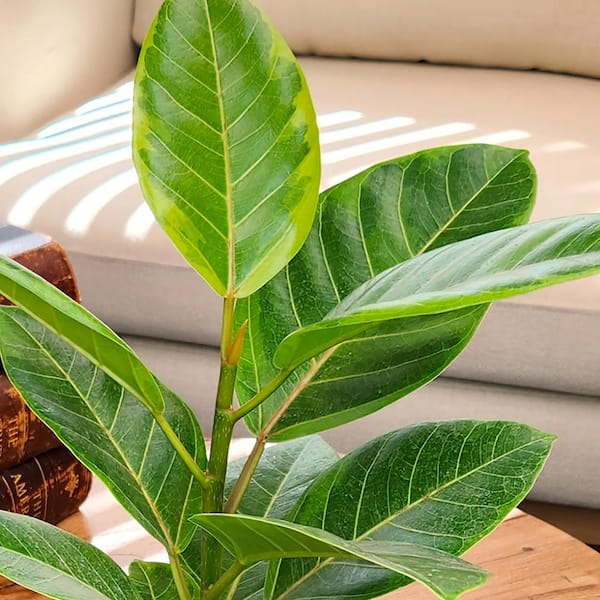 calamondin indoor orange trees Calamondin / Calamansi Indoor Citrus Tree