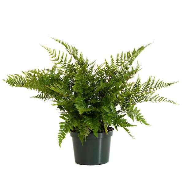 Pure Beauty Farms 1.38-Point Autumm Fern in 4.5 in. Grower's Pot (4-Pack)