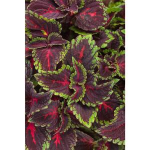 4.25 in. Grande ColorBlaze Torchlight Coleus (Solenostemon) Live Plant, Maroon and Green Foliage (4-Pack)