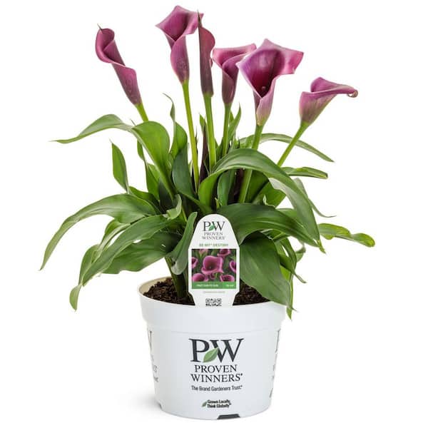 Proven Winners 6.5 in. Be My Destiny Calla Lily (Zantedeschia Hybrid) Live Annual Plant with Purple Flowers