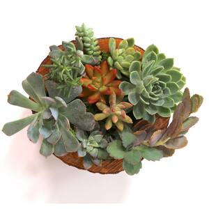 10'' Hand Carved Reclaimed Wood Bowl Centerpiece with Assorted Live Succulents - Elizabeth