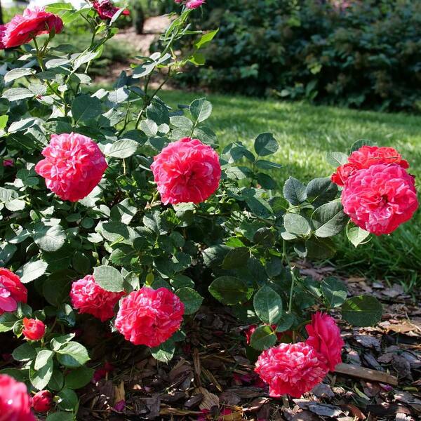 Proven Winners 1 gal. Oso Easy Red Stripe Landscape Rose (Rosa