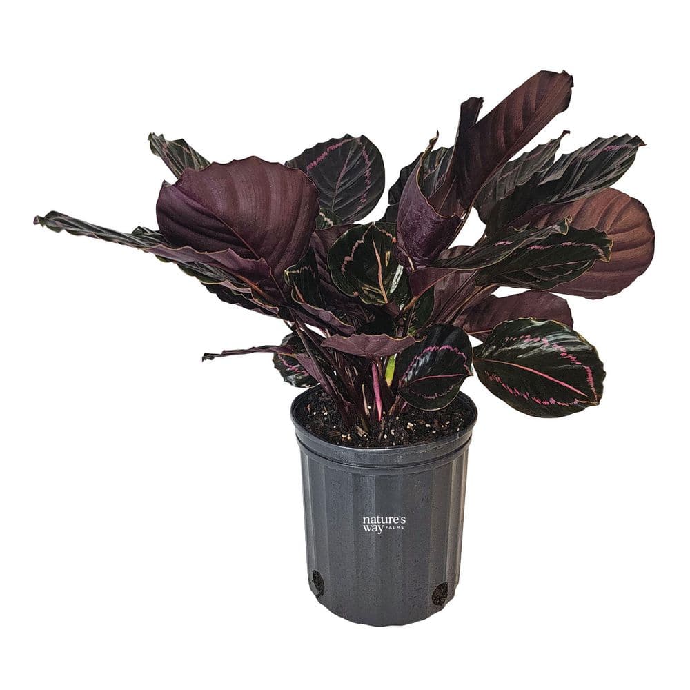 mini cactus Shop Succulents Premium Live Mini Cactus Plants in Bulk 2