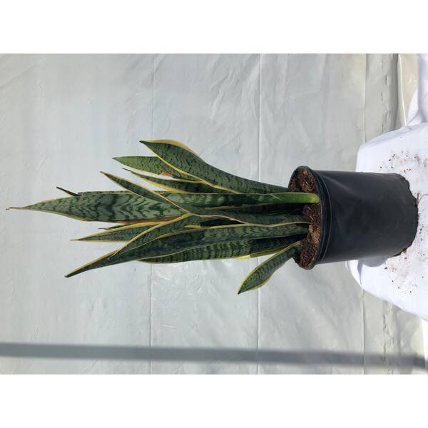 10 in. Tropical Sun Sansevieria Snake Plant in Grower Pot
