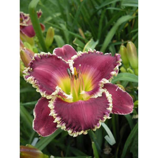 Pure Beauty Farms 1.5 Gal. Daylily Plant Lavender Flower in 8.25 in, Grower's Pot
