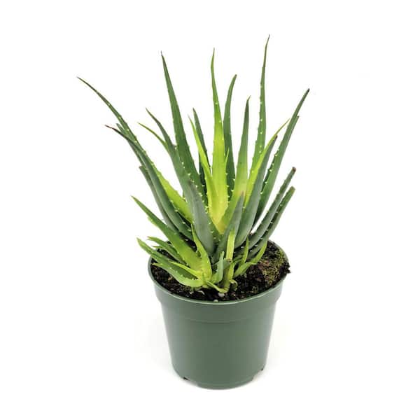 4 in. Aloe Solar Flare Plant in Grower Container
