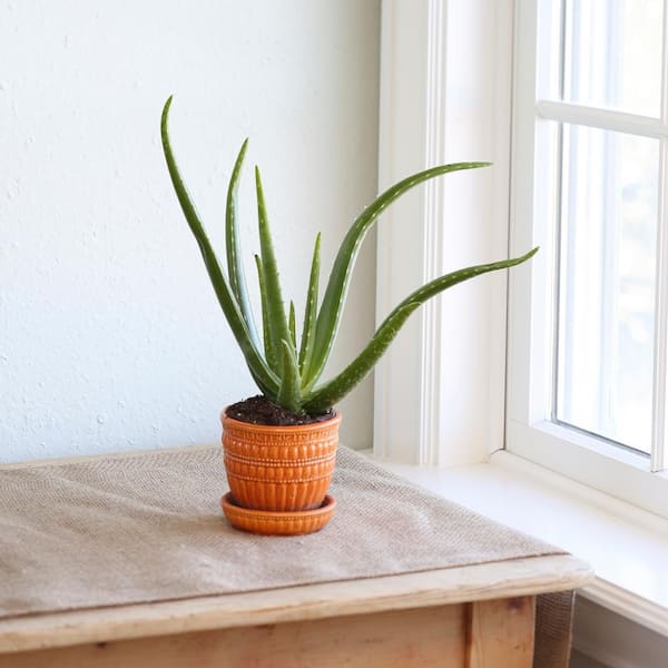 dracaena hawaiian Dracaena 'Hawaiian Sunshine' — Green Acres Nursery & Supply main image 1