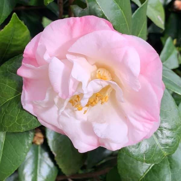 OnlinePlantCenter 3 gal. Taylor's Perfection Japanese Camellia
