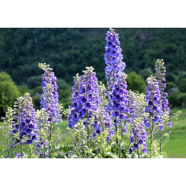 Unbranded. 2.5 qt. Delphinium Larkspur Aurora Light Purple