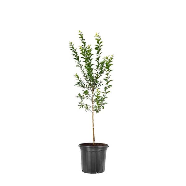 Unbranded 1 gal. Spring Satin Deciduous Plum Tree