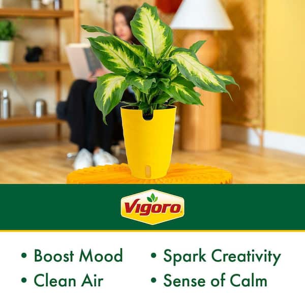 Reviews for Vigoro Grower's Choice Dieffenbachia Indoor Plant in 6