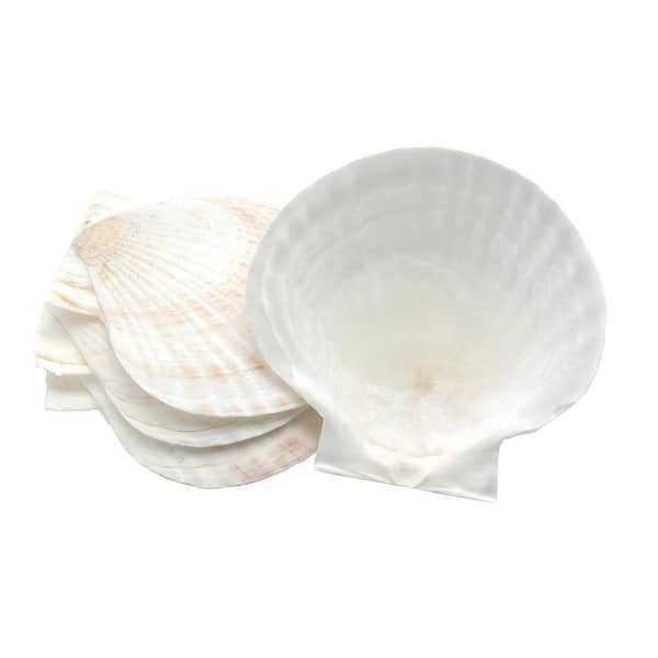 Natural Baking Shells, Set of 4
