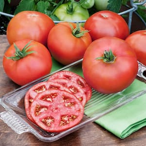 2.32 qt. Heatmaster Tomato Plant