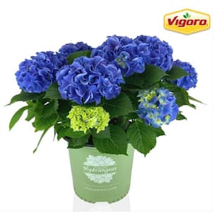 2 Gal. Early Blue Hydrangea Live Shrub with Blue Flowers