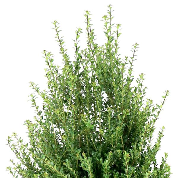 national PLANT NETWORK 3 gal. Ilex Steeds (Pyramid) Shrub HD2890
