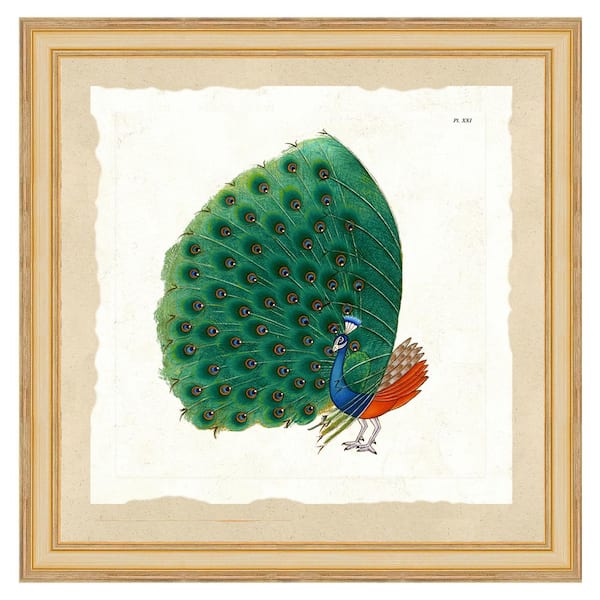 Vintage Print Gallery "Exotic peacock I" Framed Archival Paper Wall Art (24 in. x 24 in. Full Size)