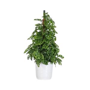 Adansonii Totem Live Swiss Cheese Plant 34 - 36 in 10 in. White Decor Pot