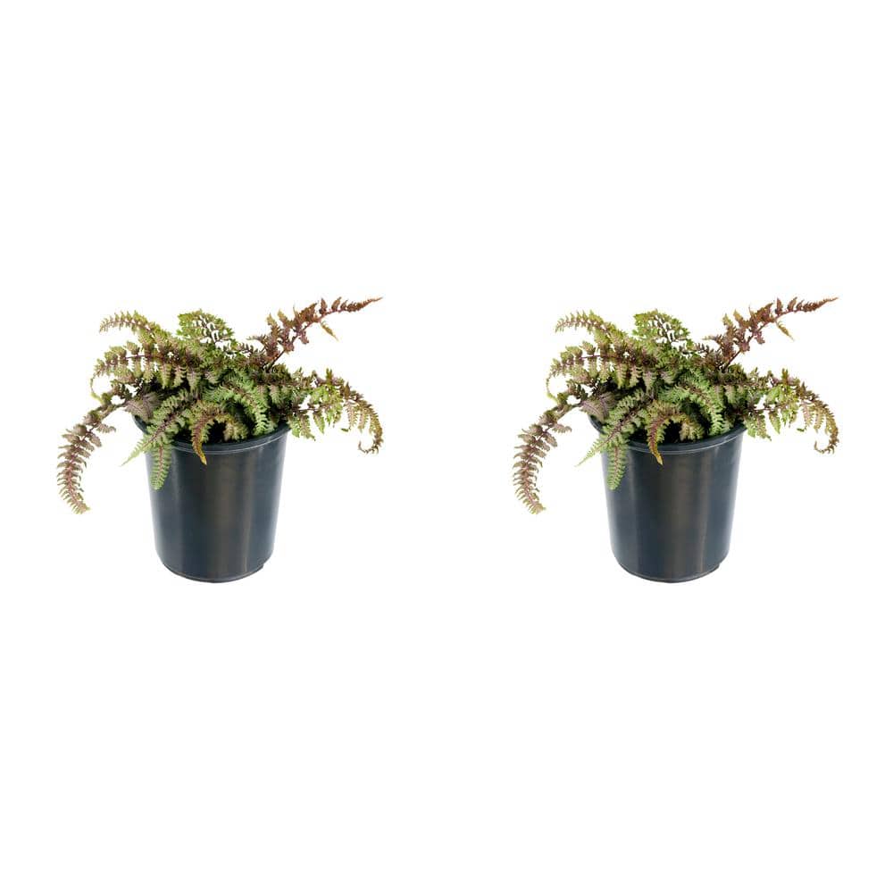 2.5 qt. Perennial Fern Athyrium Red Beauty (2-Pack)