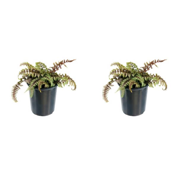 Unbranded 2.5 qt. Perennial Fern Athyrium Red Beauty (2-Pack)
