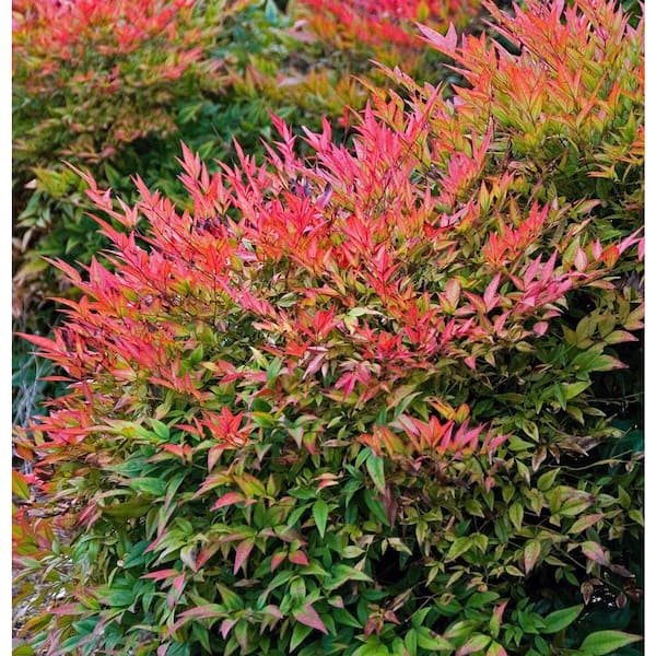 ALTMAN PLANTS 1 Gal. Nandina Domestica Atropurpurea Nana Shrub