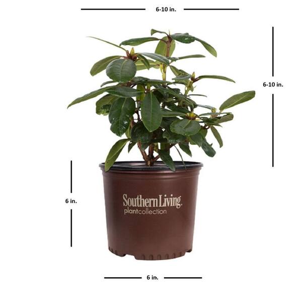 SOUTHERN LIVING 2.5 Qt. Radiance Southgate Rhododendron, Live Evergreen  Shrub, Deep Lavender Buds open to Light Purple Blooms 5200Q - The Home Depot