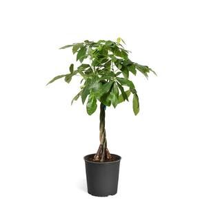 3 Gal. Money Tree Pachira Aquatica Plant in Pot