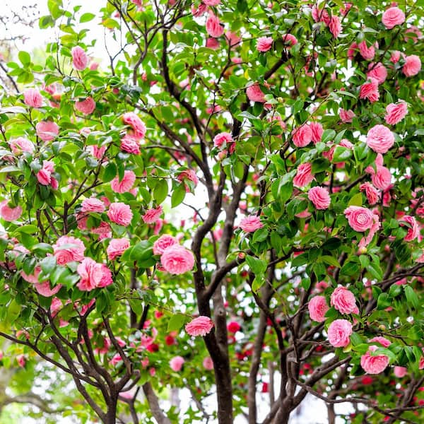 national PLANT NETWORK 3 Gal. Camellia Shi Shi Shrub with Pink