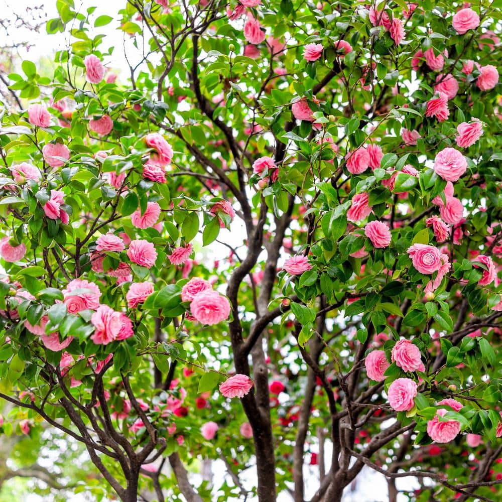 3 Gallon Pink Camellia Shi Shi Gashira Flowering Shrub