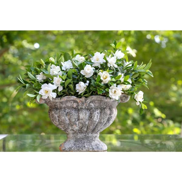 Southern Living 2 g Jubilation Gardenia Shrub with Fragrant White Flowers  14424 - The Home Depot
