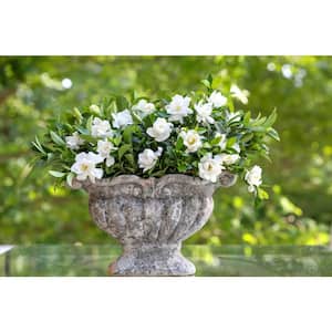 2 g Jubilation Gardenia Shrub with Fragrant White Flowers