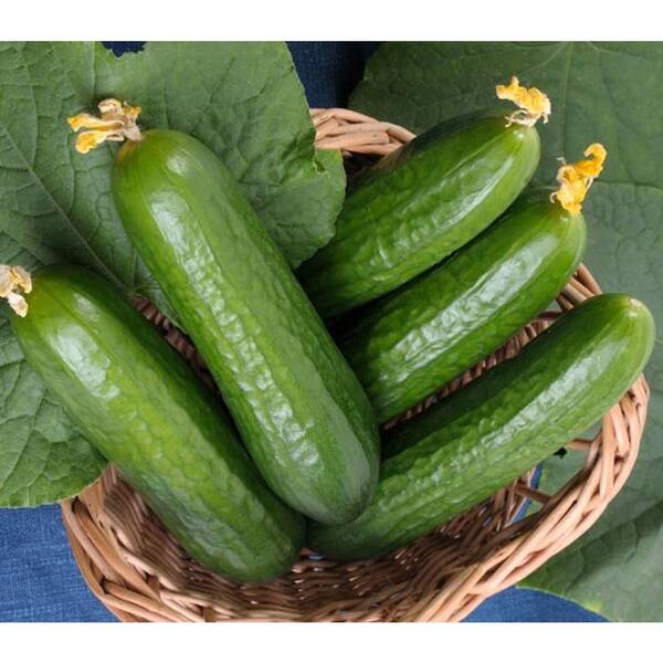 PROVEN WINNERS Muncher Cucumber, Live Plant, Vegetable, 4.25 in. Grande
